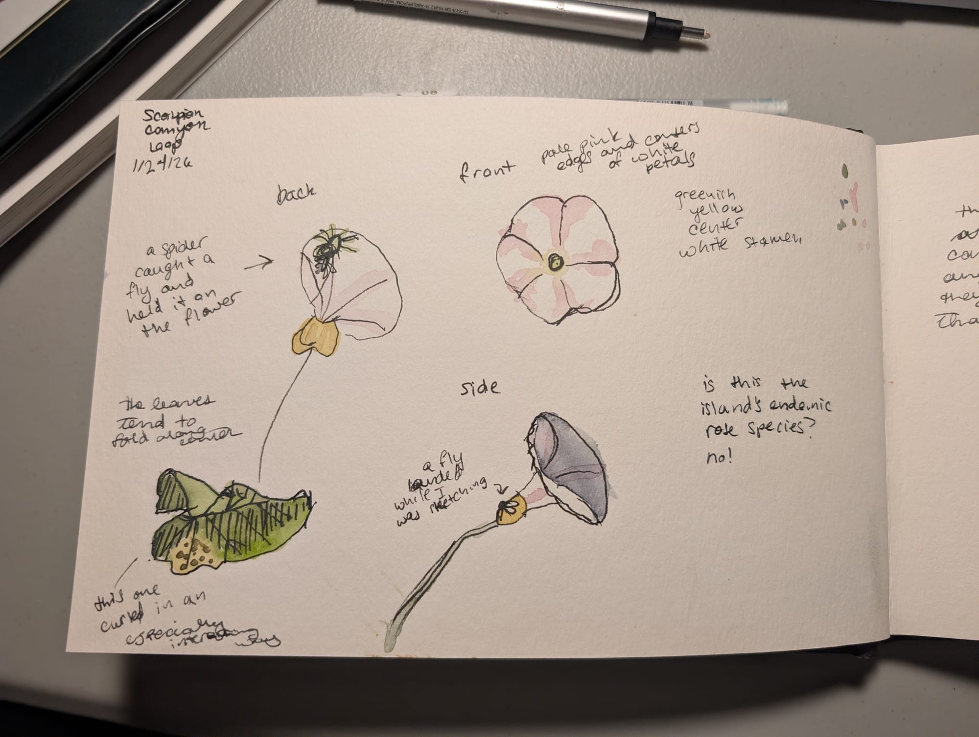 back, top, and side views of a mystery flower and a view of a curled leaf