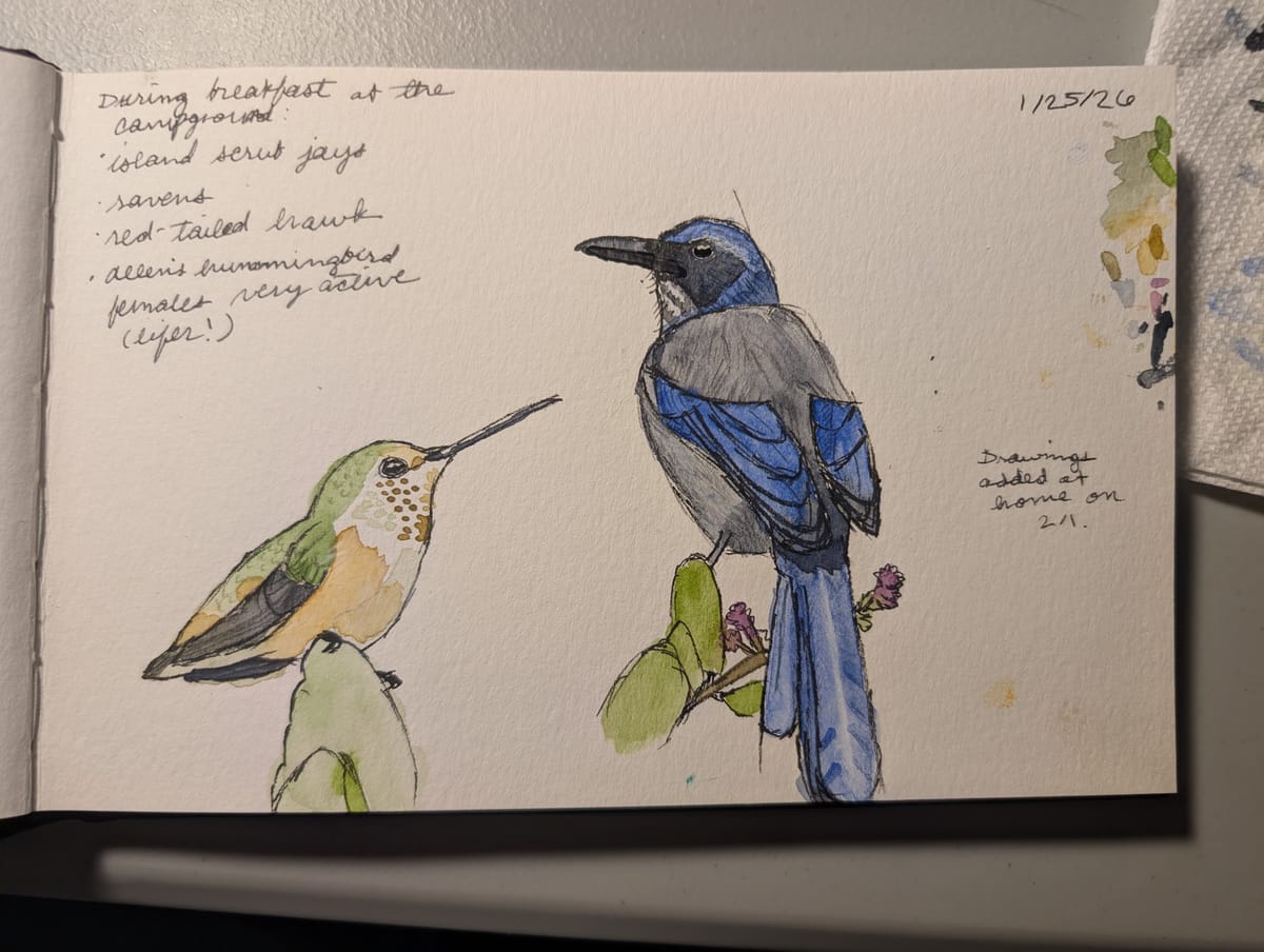 Sketchbook tour: Santa Cruz Island